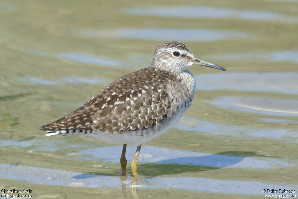 Wood Sandpiper