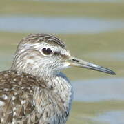 Wood Sandpiper