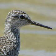 Wood Sandpiper