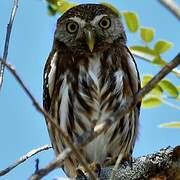 Ferruginous Pygmy Owl