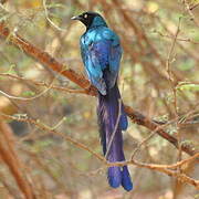 Long-tailed Glossy Starling