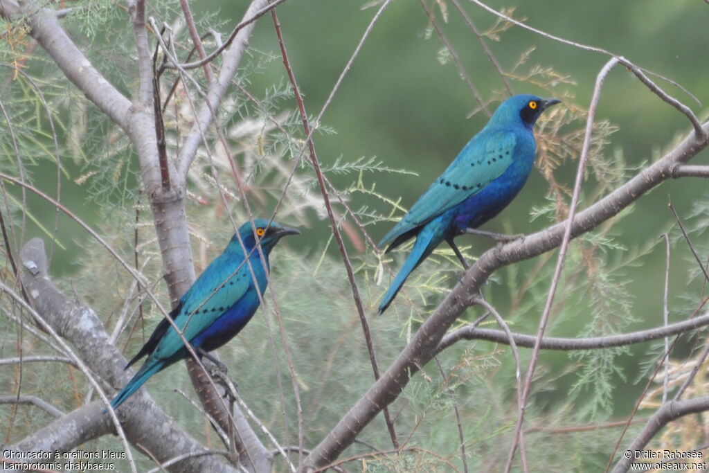 Choucador à oreillons bleus