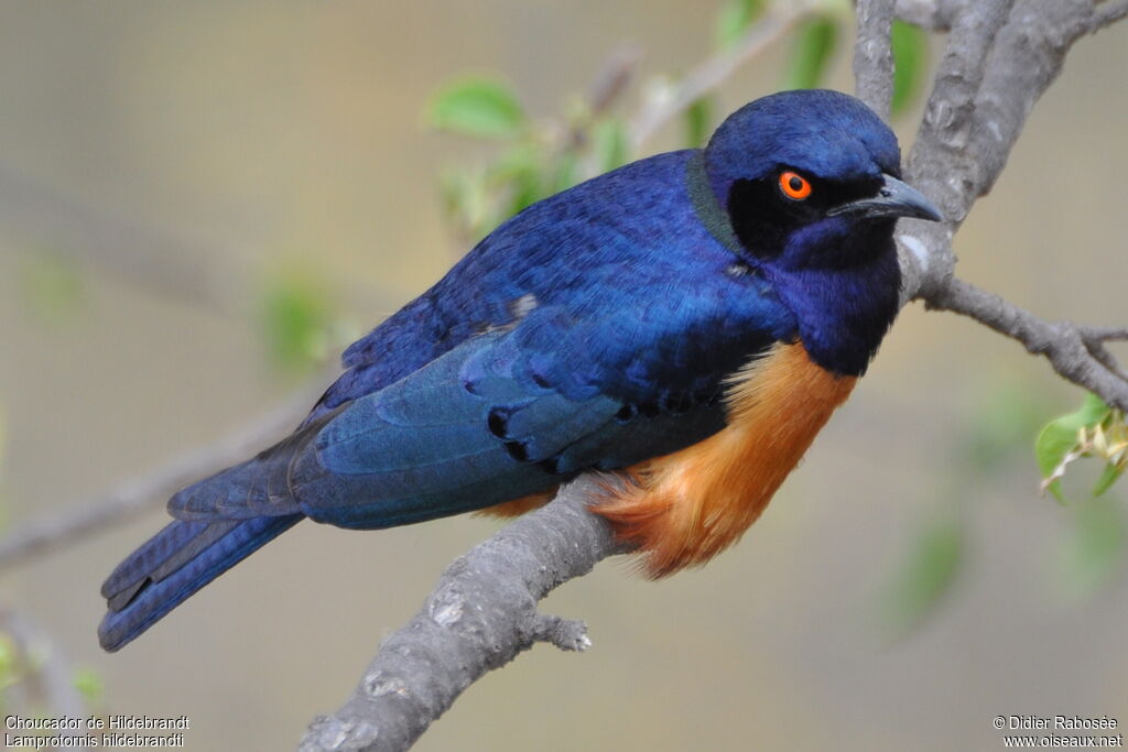 Hildebrandt's Starling