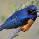 Choucador de Hildebrandt