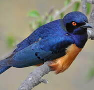 Hildebrandt's Starling