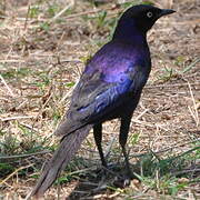 Rüppell's Starling