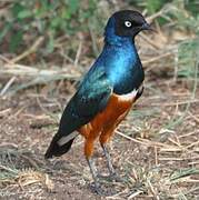 Superb Starling