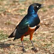 Superb Starling