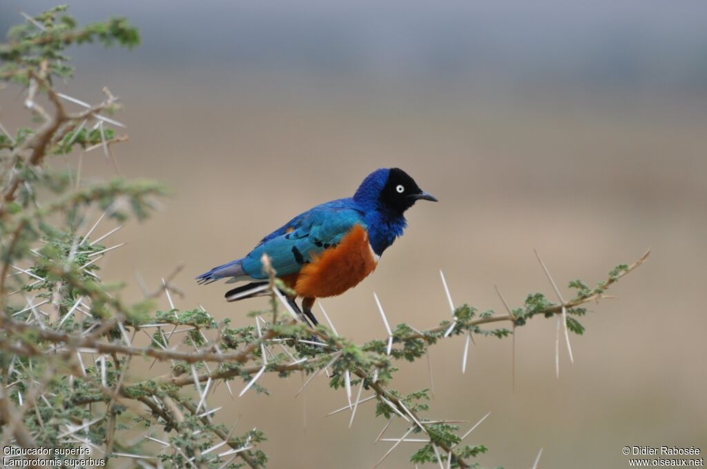 Superb Starling