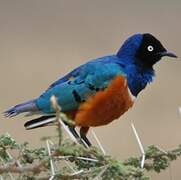 Superb Starling