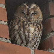 Tawny Owl