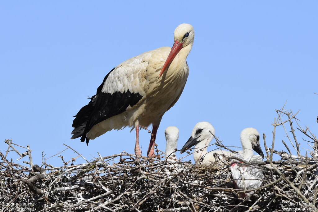 Cigogne blancheadulte, Nidification