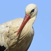 White Stork