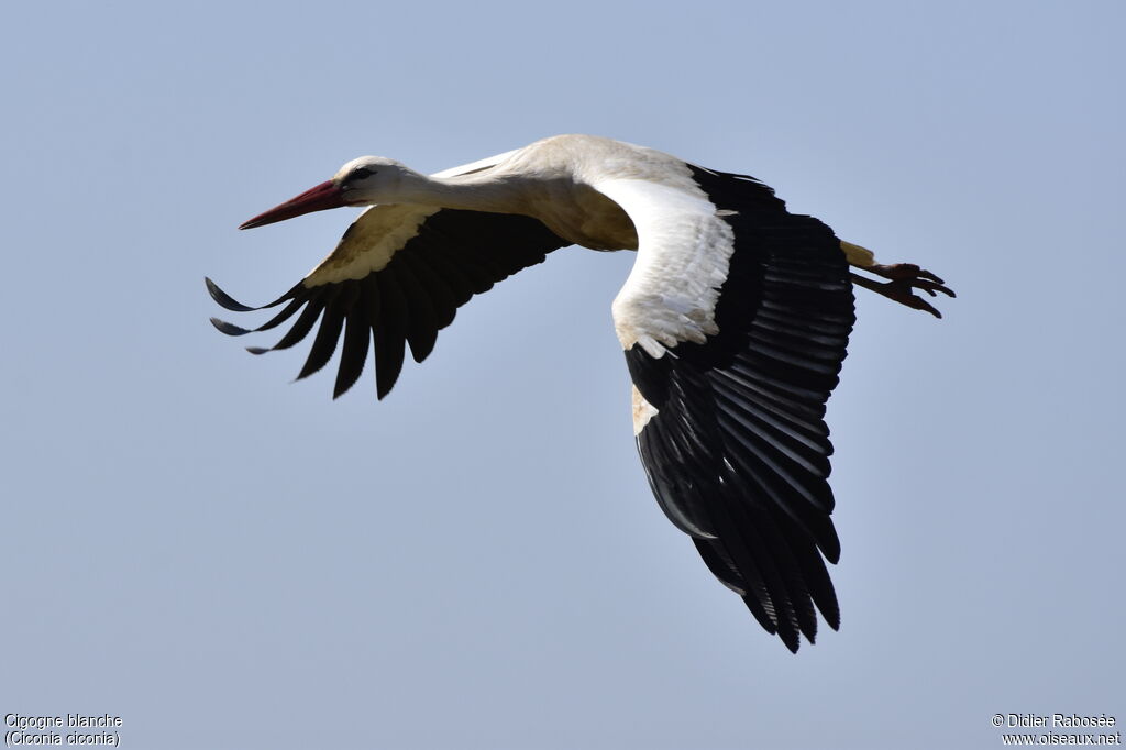 White Storkadult, Flight