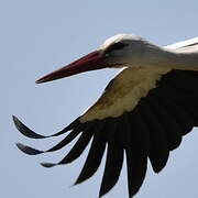 Cigogne blanche