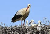 Cigogne blanche