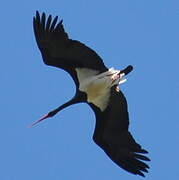 Black Stork