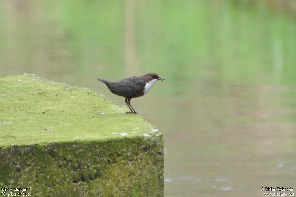 White-throated Dipperadult, Reproduction-nesting