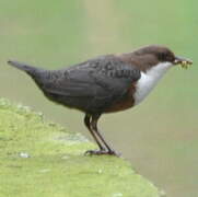 White-throated Dipper