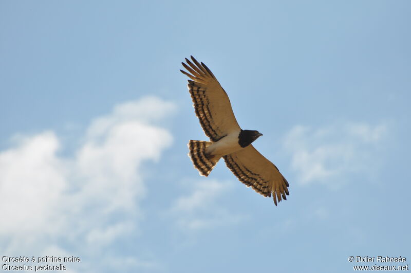 Black-chested Snake Eagle, Flight