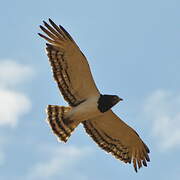 Black-chested Snake Eagle