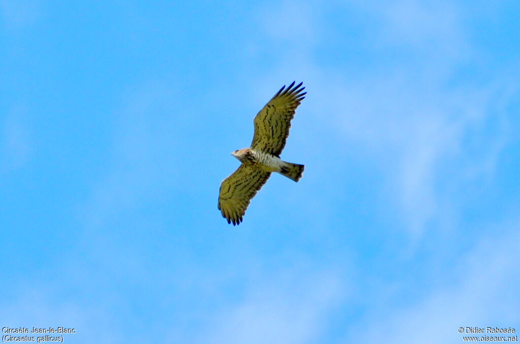 Short-toed Snake Eagle