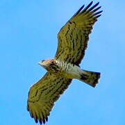 Short-toed Snake Eagle