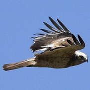 Short-toed Snake Eagle