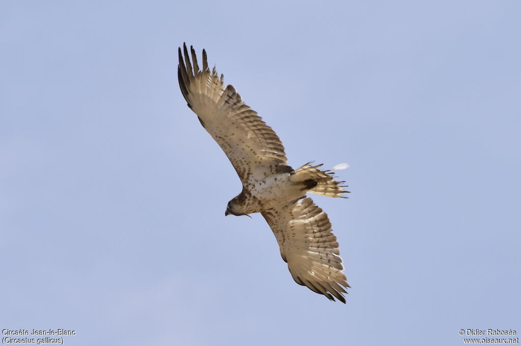 Short-toed Snake Eagleimmature, feeding habits