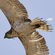 Short-toed Snake Eagle