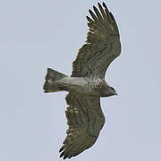 Short-toed Snake Eagle