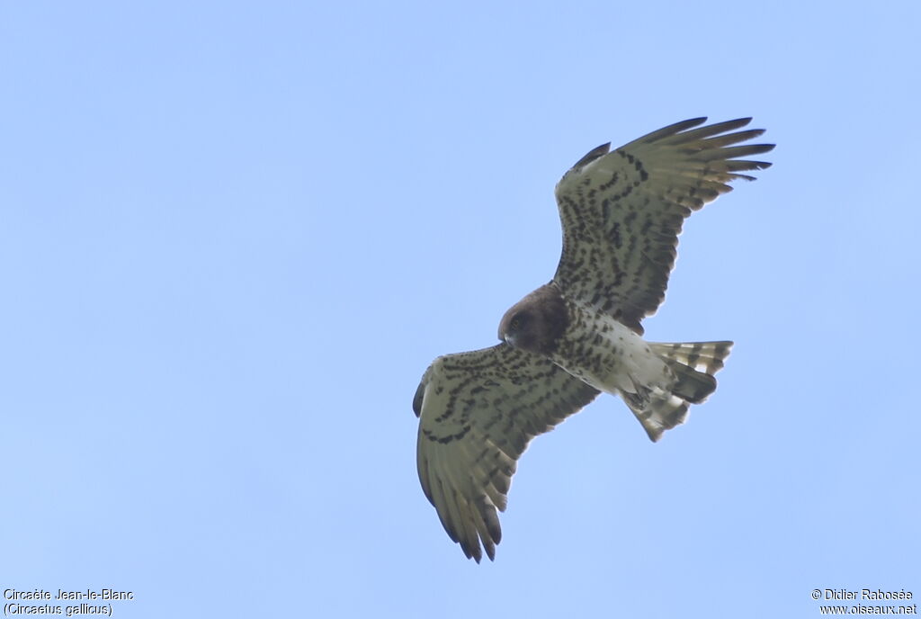 Short-toed Snake Eagleadult, Flight