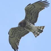 Short-toed Snake Eagle