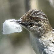 Zitting Cisticola