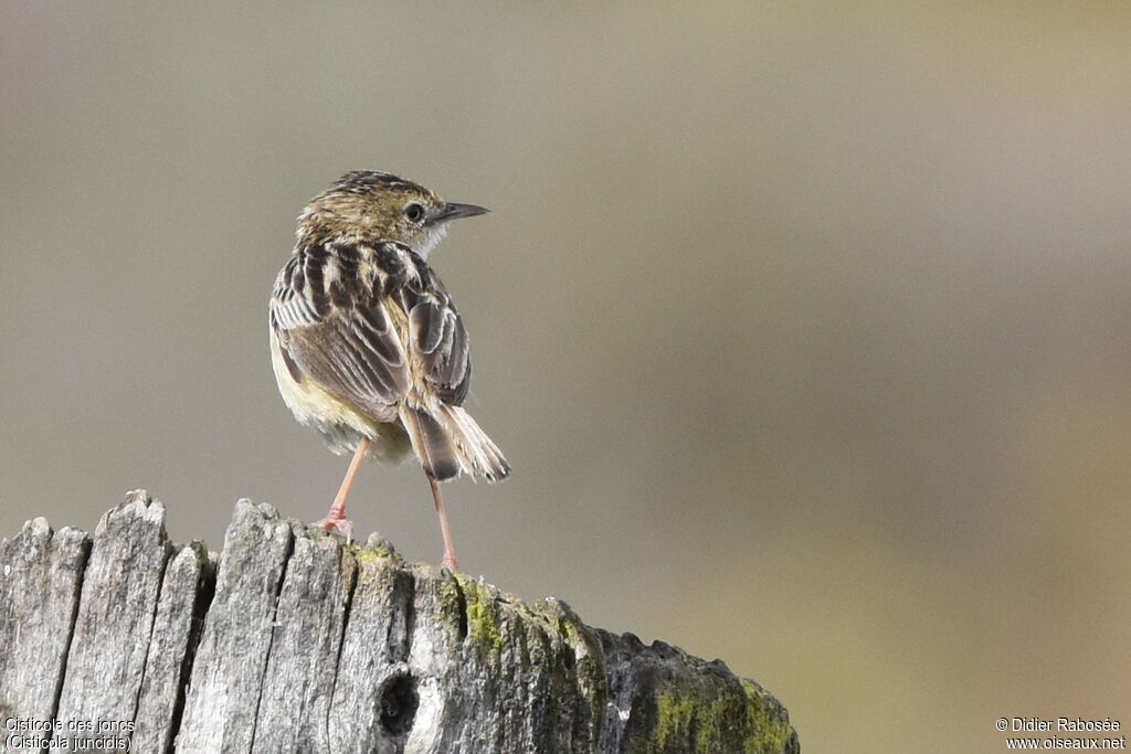 Zitting Cisticola