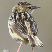 Zitting Cisticola