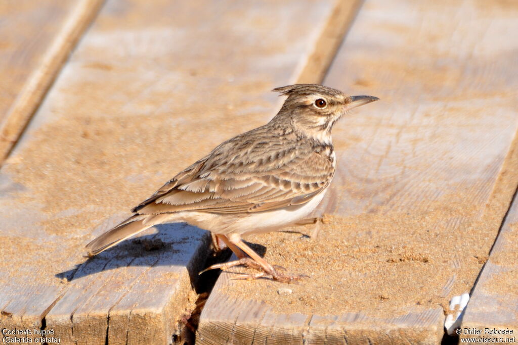 Cochevis huppé