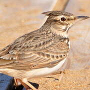 Crested Lark