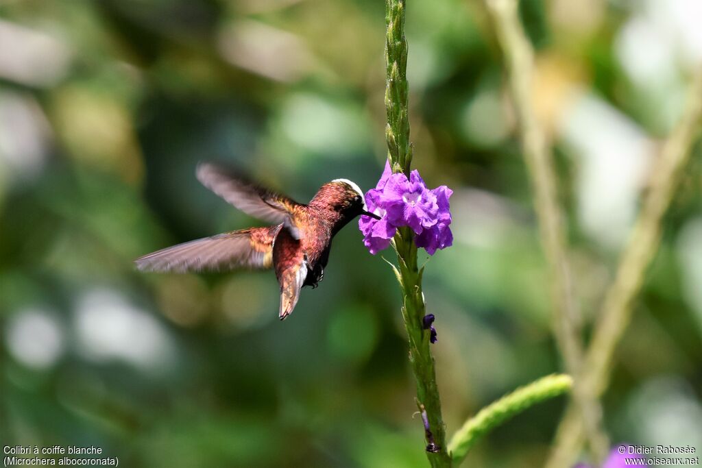 Colibri à coiffe blancheadulte, boit