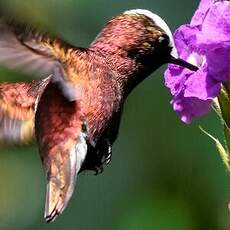 Colibri à coiffe blanche