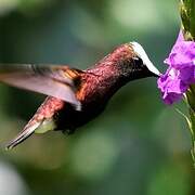 Colibri à coiffe blanche