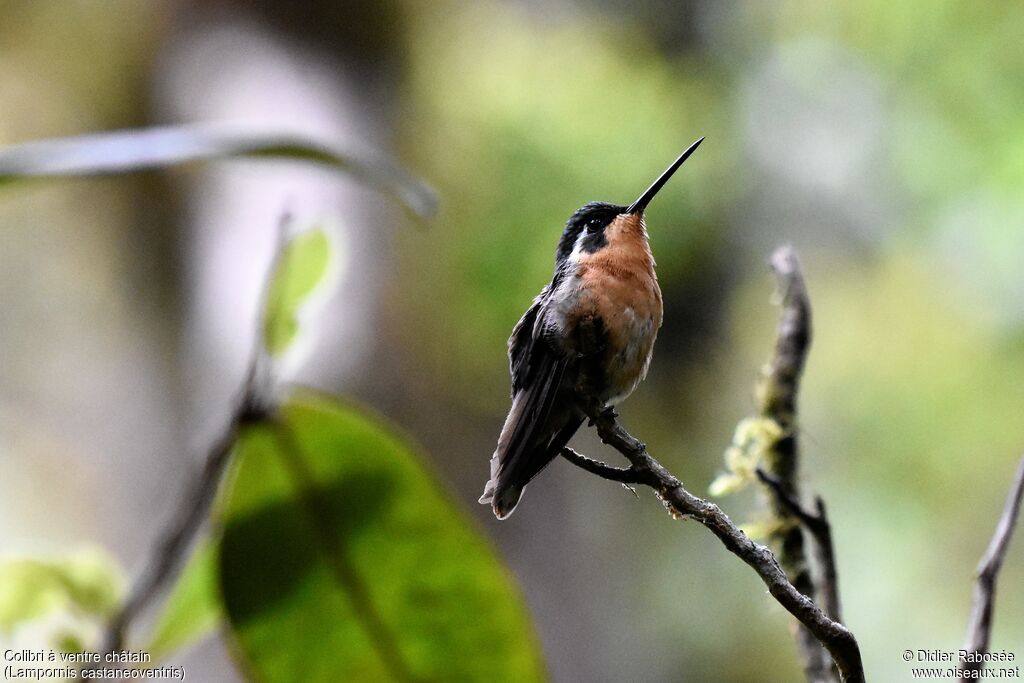 Colibri à ventre châtain