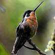 Colibri à ventre châtain