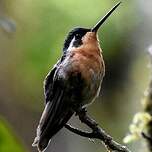 Colibri à ventre châtain