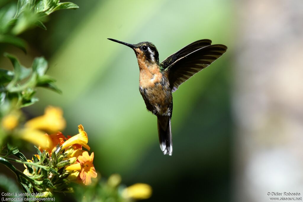 White-throated Mountaingem female, Flight