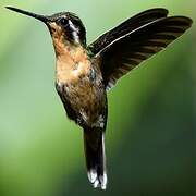 Colibri à ventre châtain