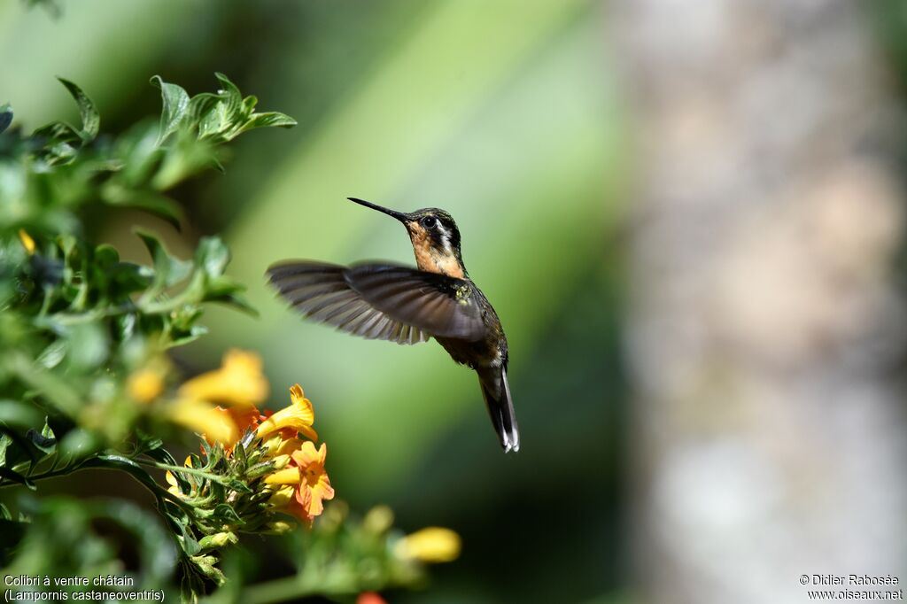 Colibri à ventre châtain femelle, Vol