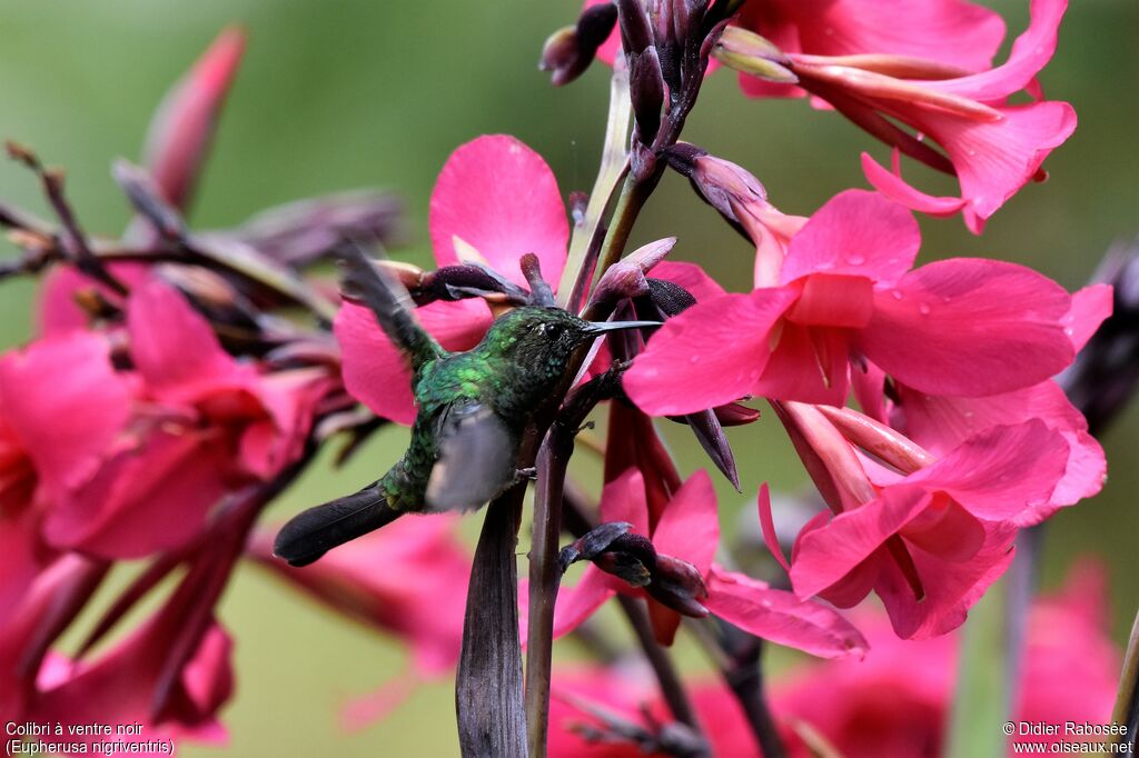 Black-bellied Hummingbird