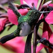 Black-bellied Hummingbird