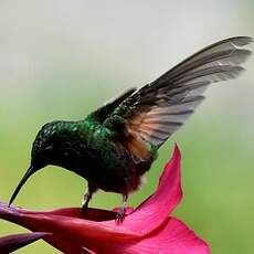 Colibri à ventre noir